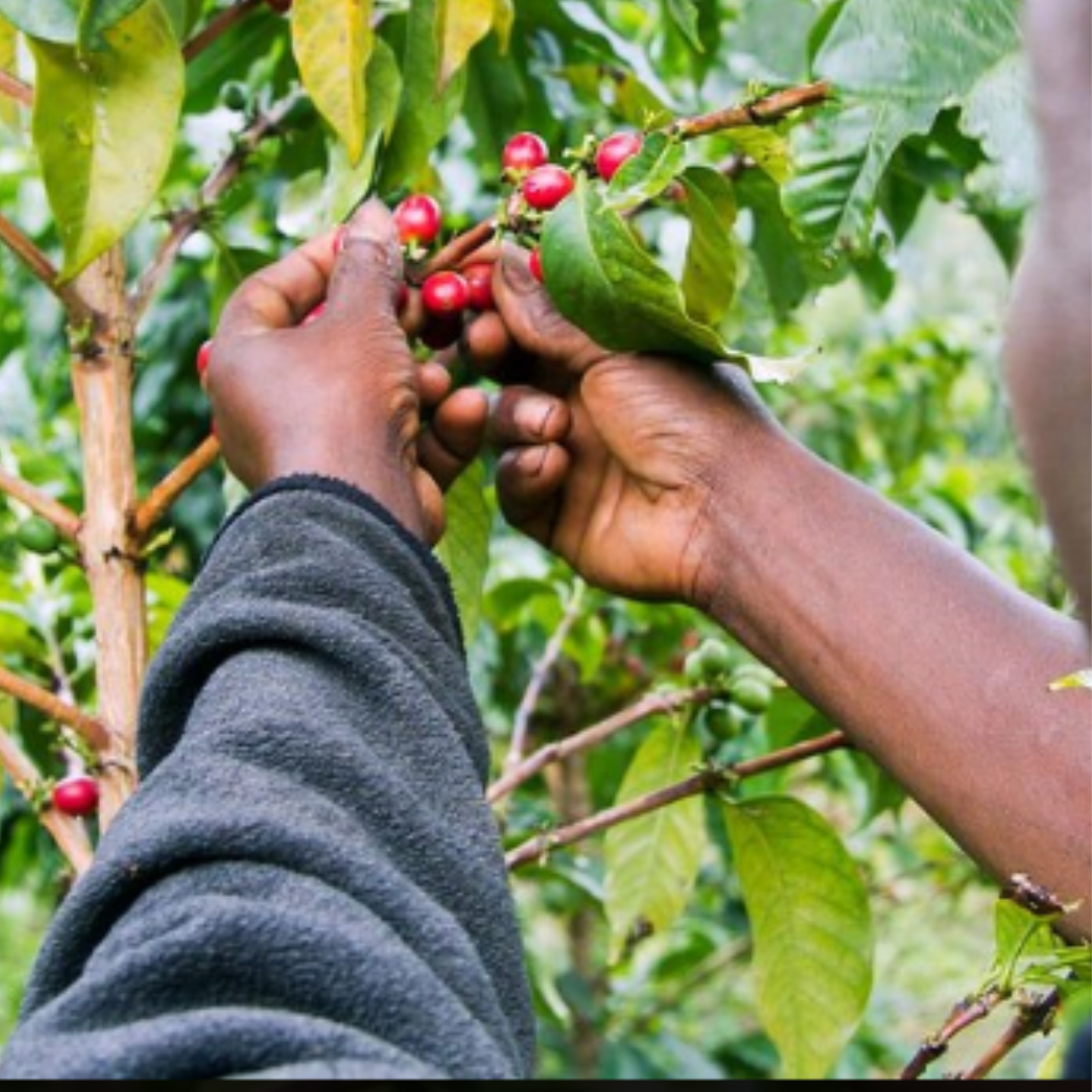 Café origen Kenia