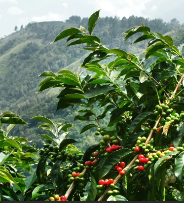 Café origen Etiopía Yirgacheffe.