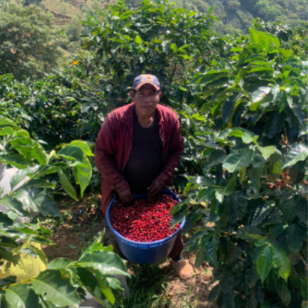 Café origen Costa Rica.