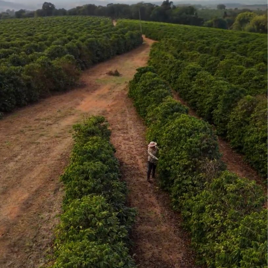 Café origen Brasil